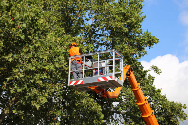 Best Tree Removal Cost  in Clinton, AR